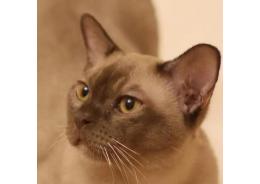 You Want To Know About Burmese Cat Information